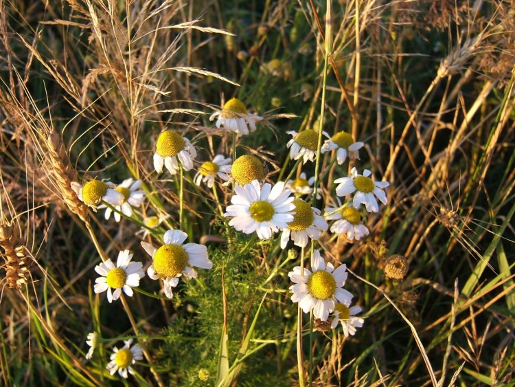 Wallpapers Nature Flowers Camomille