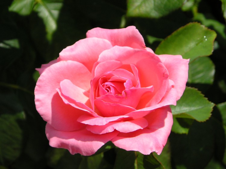 Fonds d'cran Nature Fleurs rose de josie