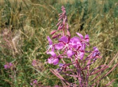 Fonds d'cran Nature Fleurs