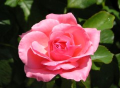 Fonds d'cran Nature rose de josie