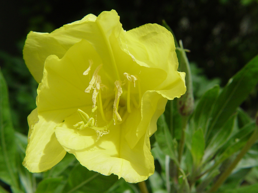 Fonds d'cran Nature Fleurs 