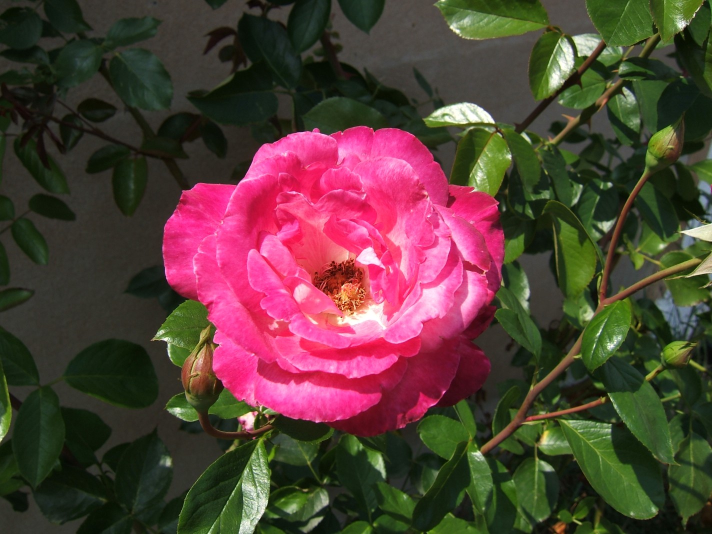 Fonds d'cran Nature Fleurs Rose