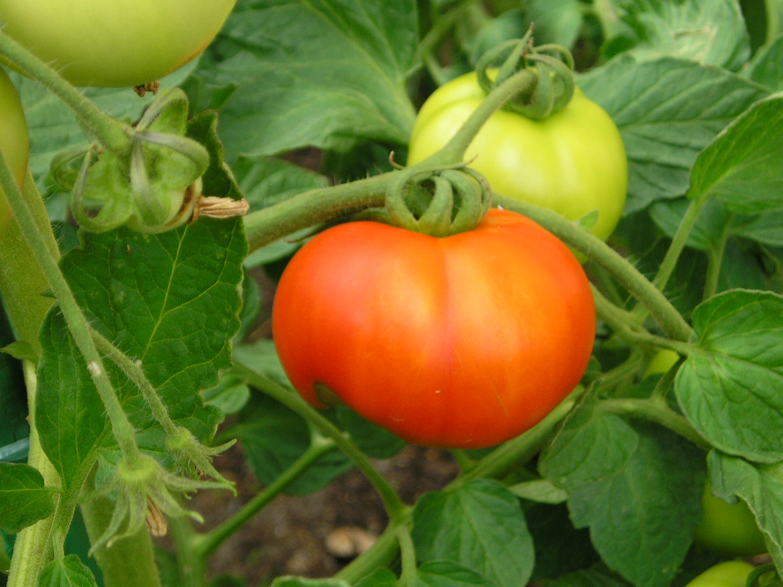 Wallpapers Nature Fruits tomates