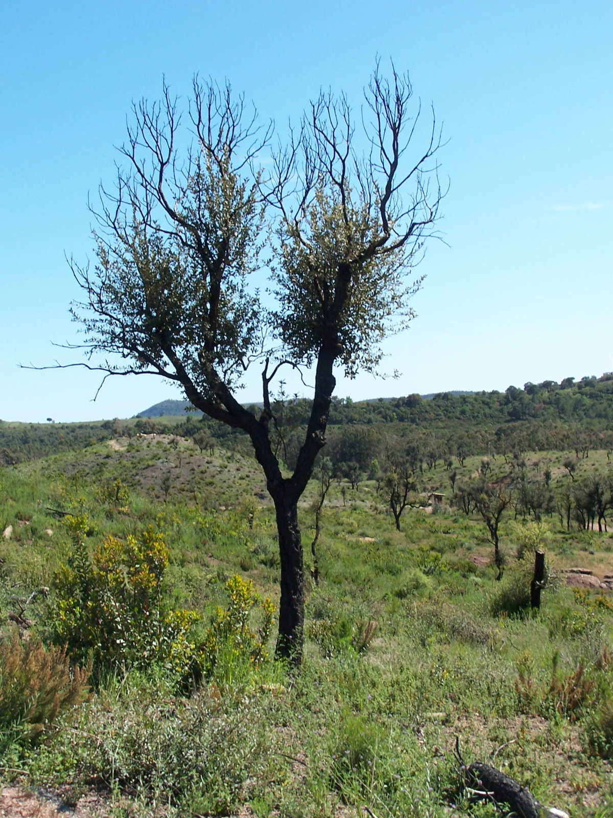 Fonds d'cran Nature Arbres - Forts Arbre brul