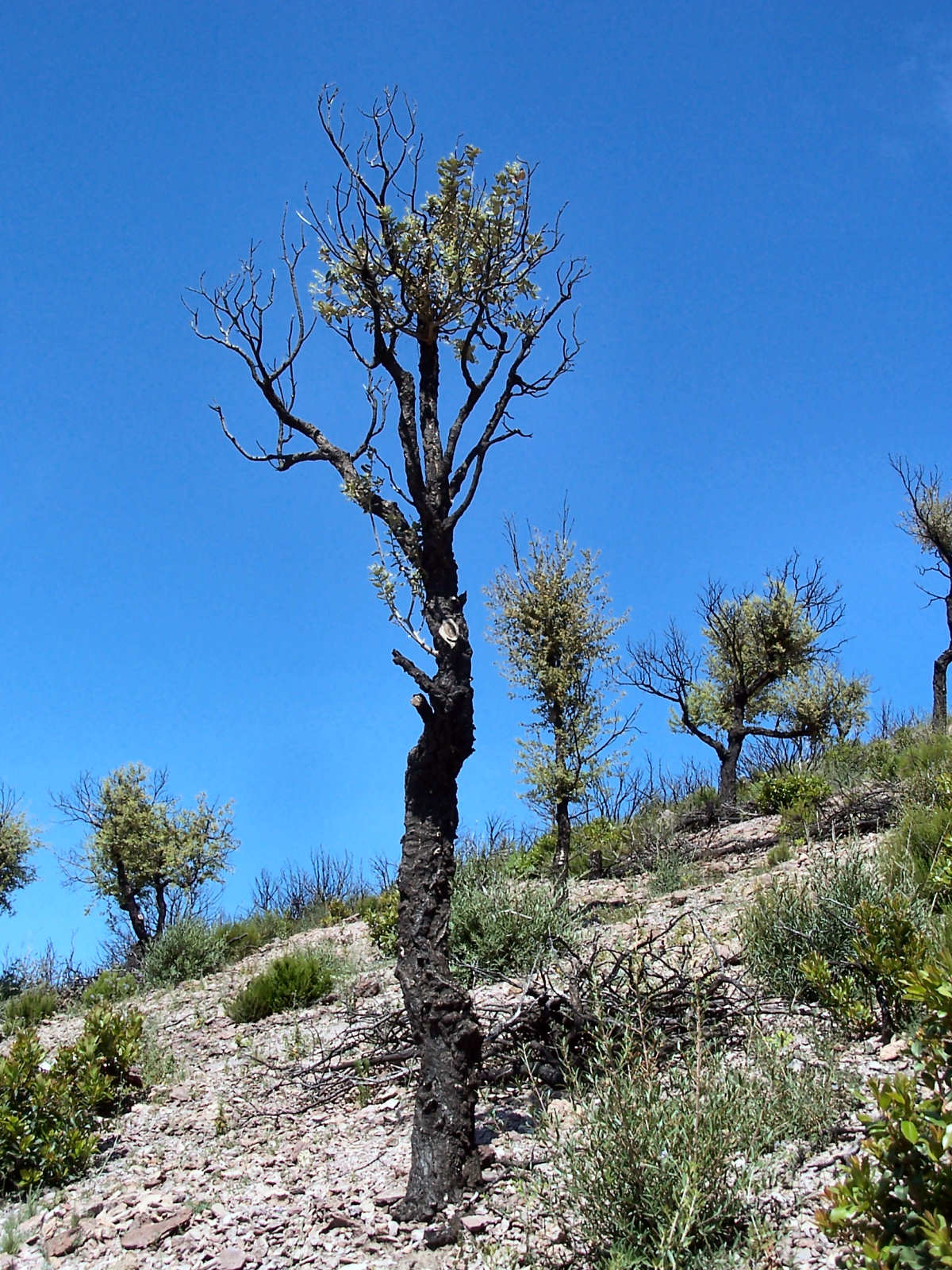 Fonds d'cran Nature Arbres - Forts Arbre brul de la cte d'azur