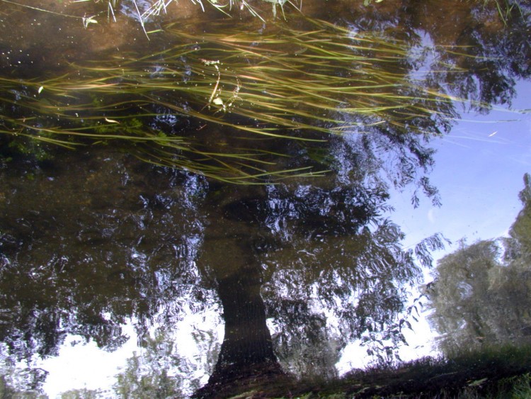 Wallpapers Nature Water - Reflection Reflets