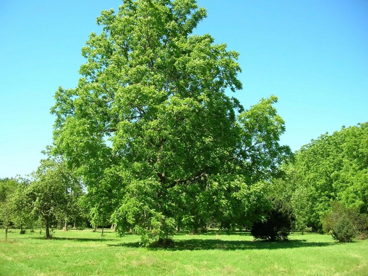 Fonds d'cran Nature Arbres - Forts rable