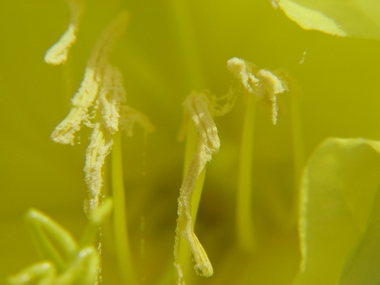 Fonds d'cran Nature Fleurs tamines