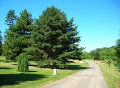 Fonds d'cran Nature Arboretum de Chvreloup