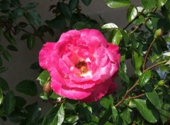 Fonds d'cran Nature Rose