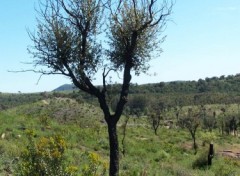 Fonds d'cran Nature Arbre brul