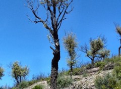 Wallpapers Nature Arbre brul de la cte d'azur