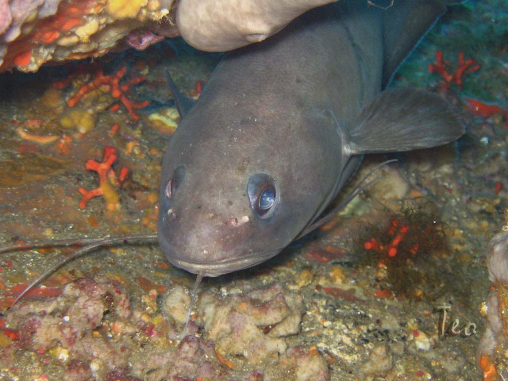 Fonds d'cran Animaux Vie marine - Poissons Mostel