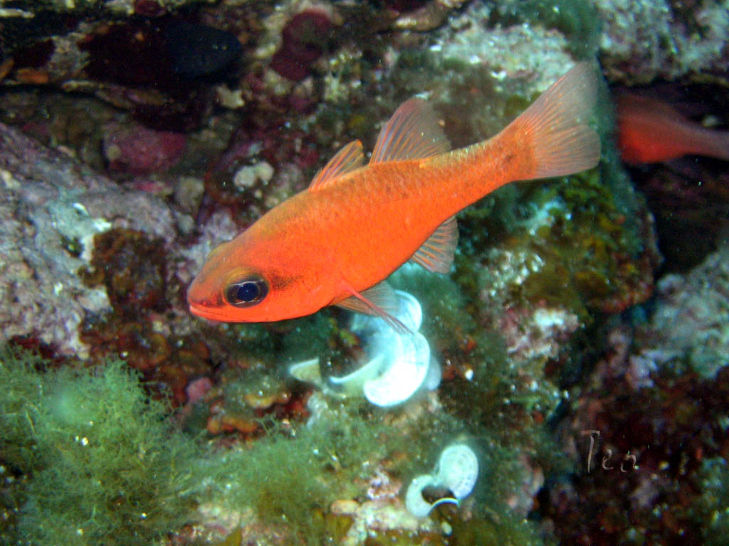 Fonds d'cran Animaux Vie marine - Poissons portCros