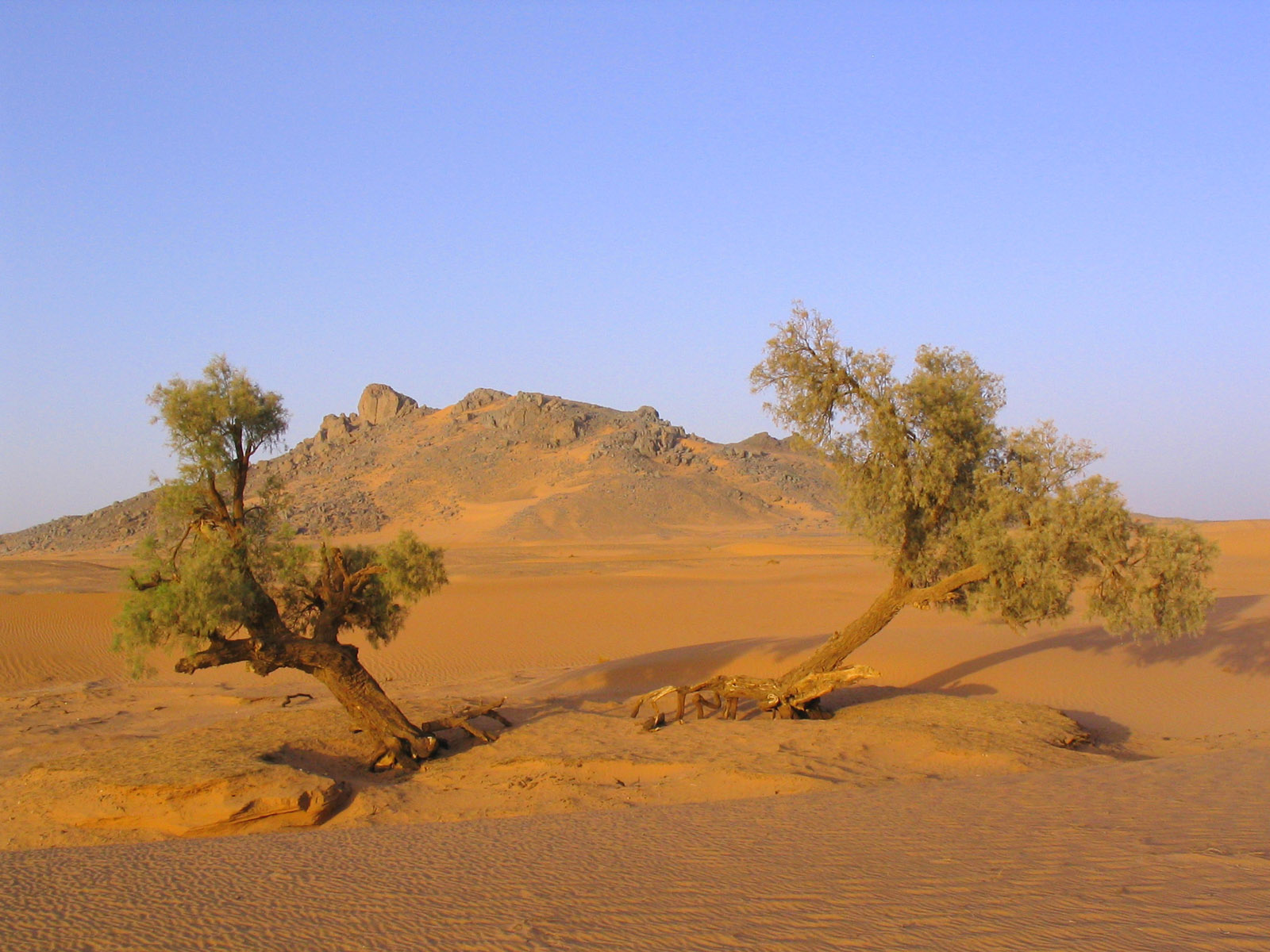 Wallpapers Nature Deserts Arbres seuls au Maroc