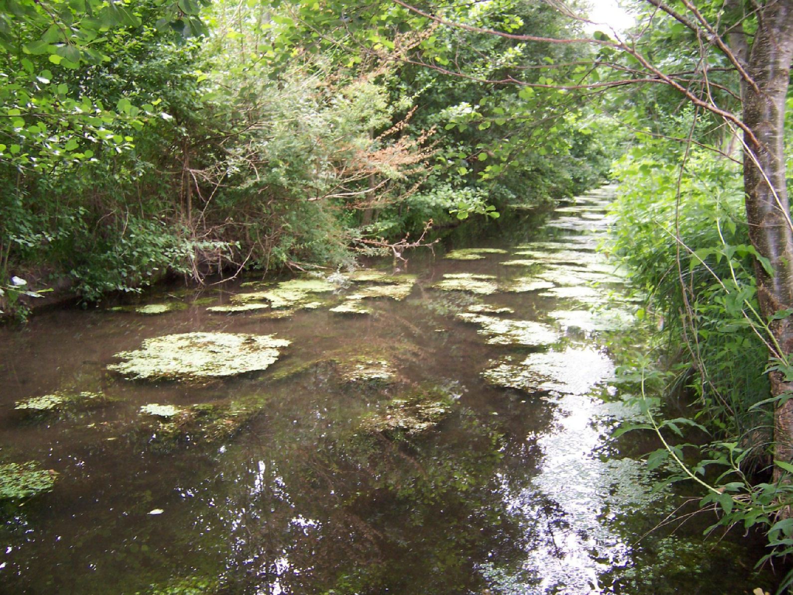 Fonds d'cran Nature Fleuves - Rivires - Torrents Ruisseau