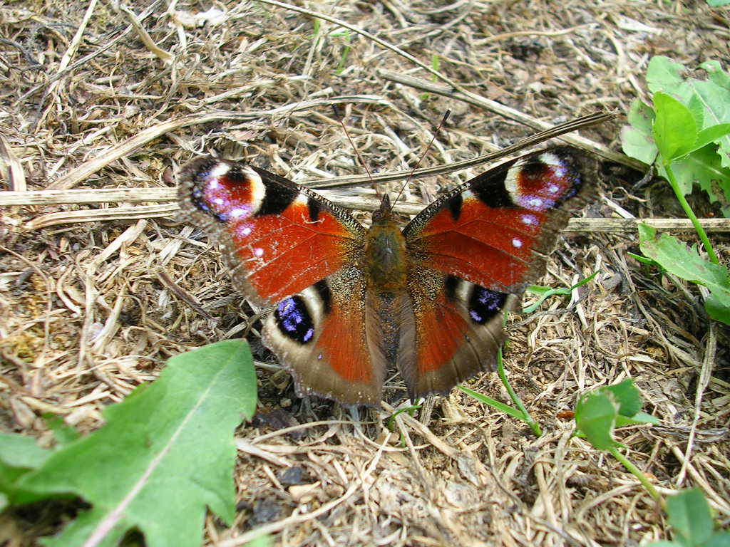 Fonds d'cran Animaux Insectes - Papillons papillon