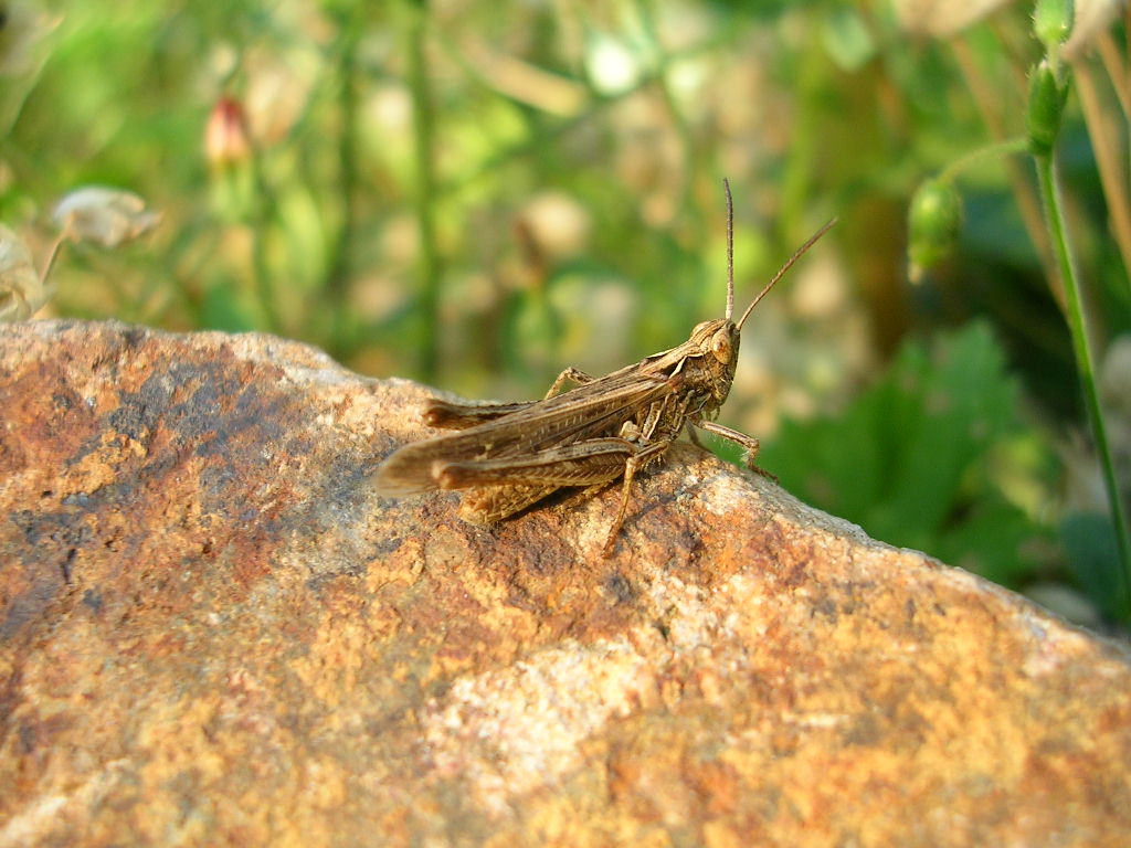 Fonds d'cran Animaux Insectes - Sauterelles et Criquets sauterelle