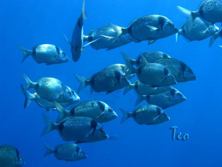 Fonds d'cran Animaux Vie marine - Poissons Bleu Mediteranee