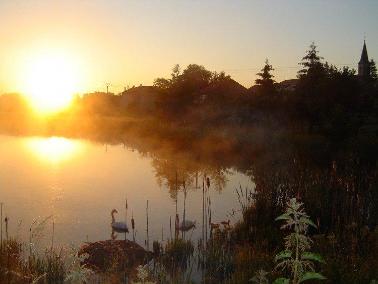 Fonds d'cran Nature Couchers et levers de Soleil couple de cygnes et leur petits