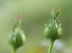 Wallpapers Nature boutonS de roseS