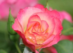 Wallpapers Nature rose humide