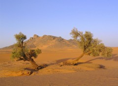 Wallpapers Nature Arbres seuls au Maroc