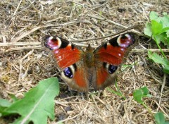 Fonds d'cran Animaux papillon