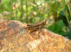 Fonds d'cran Animaux sauterelle