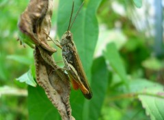 Fonds d'cran Animaux sauterelle zoome