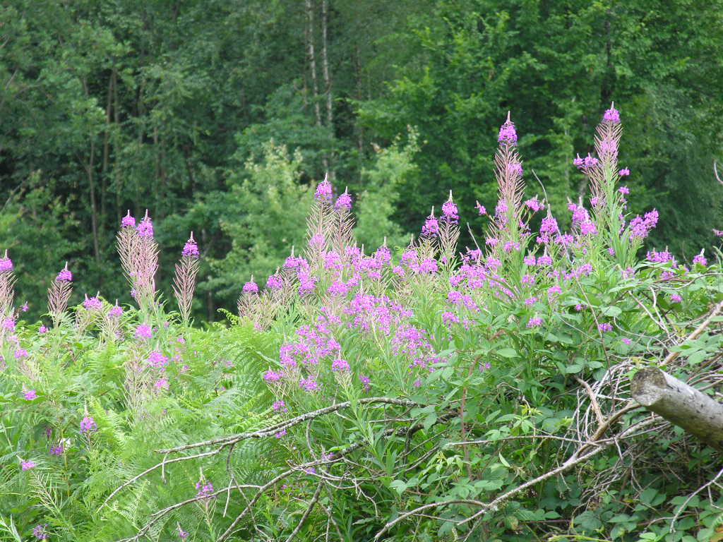 Fonds d'cran Nature Fleurs Sous bois