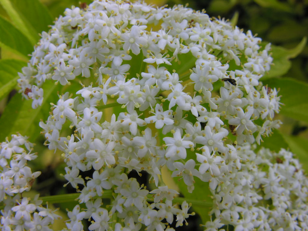 Fonds d'cran Nature Fleurs 