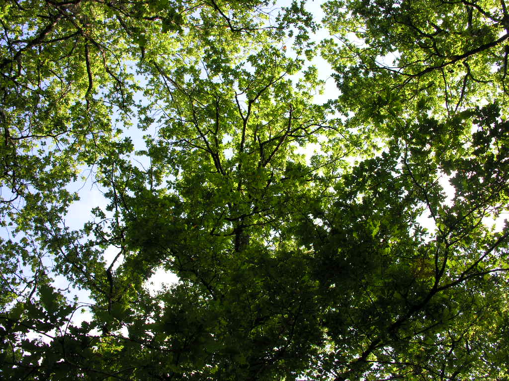 Wallpapers Nature Trees - Forests 