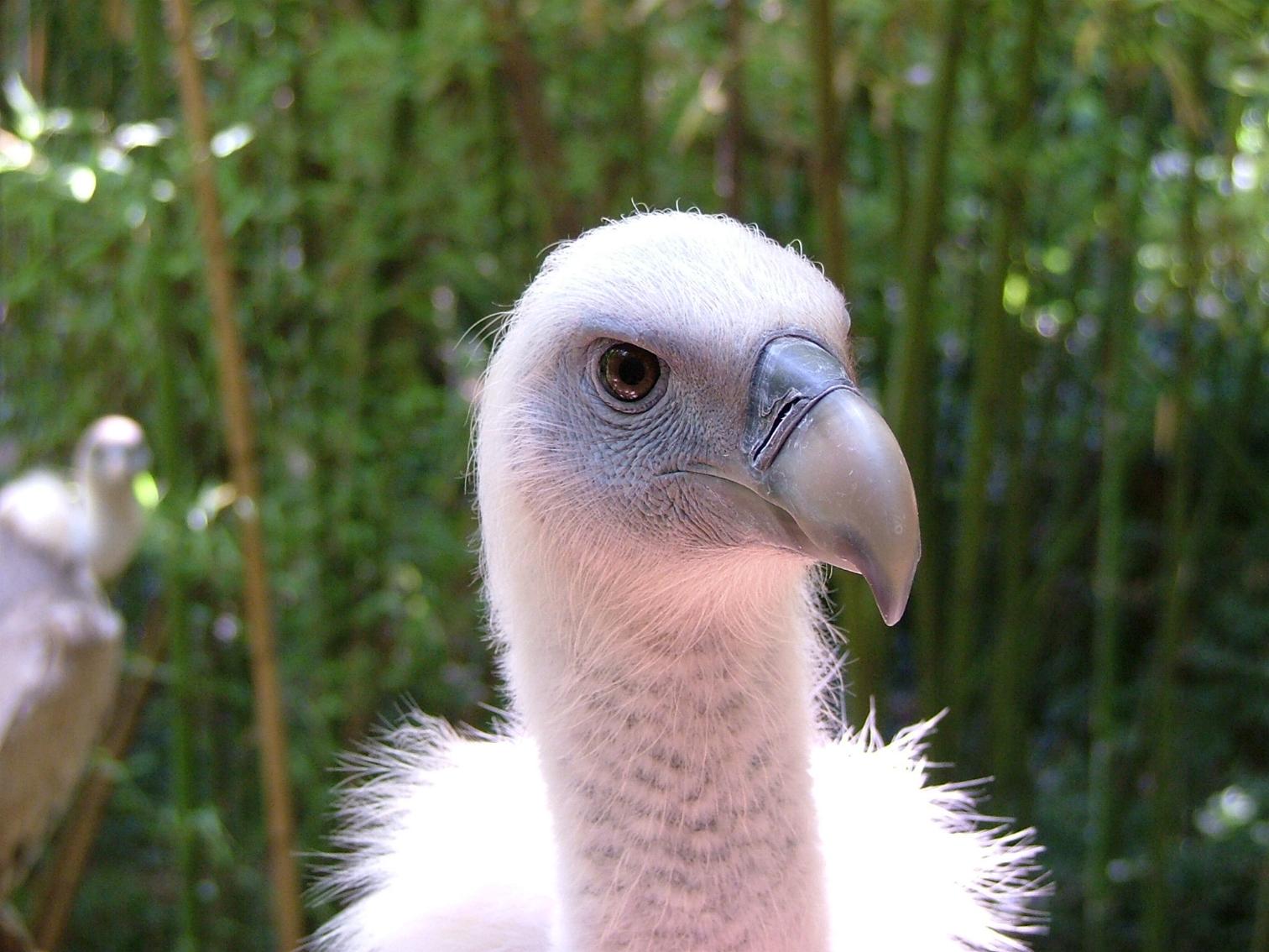 Fonds d'cran Animaux Oiseaux - Rapaces divers 