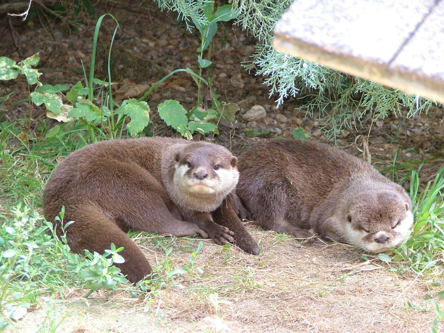 Fonds d'cran Animaux Rongeurs - Divers 