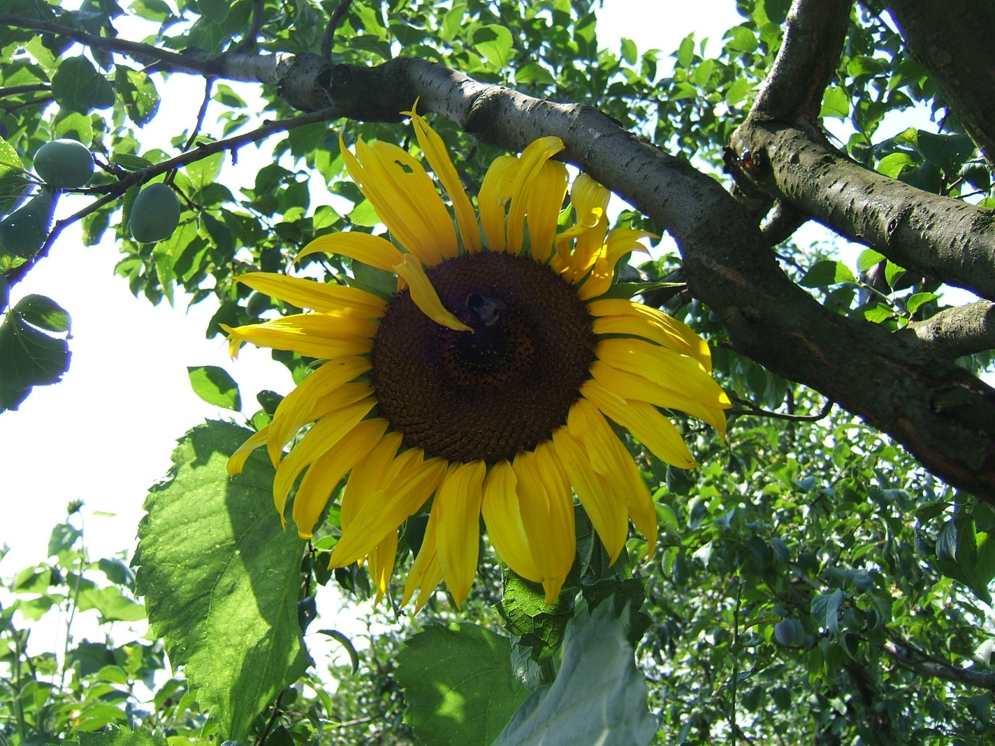 Fonds d'cran Nature Fleurs Tournesol