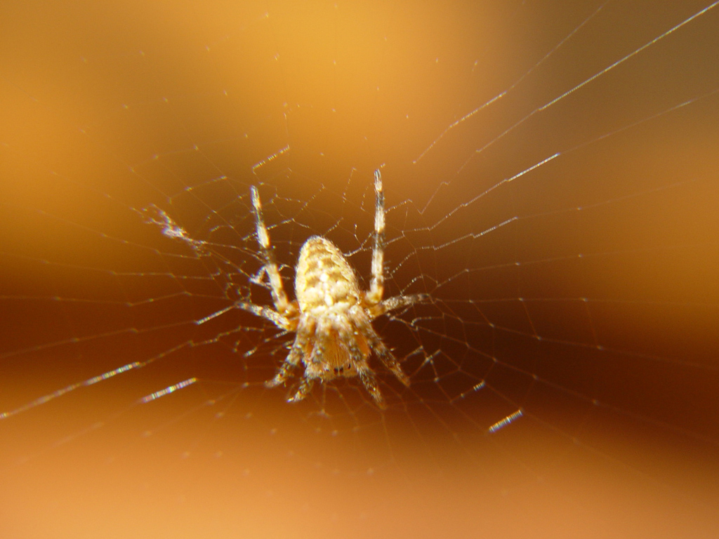 Wallpapers Animals Spiders 