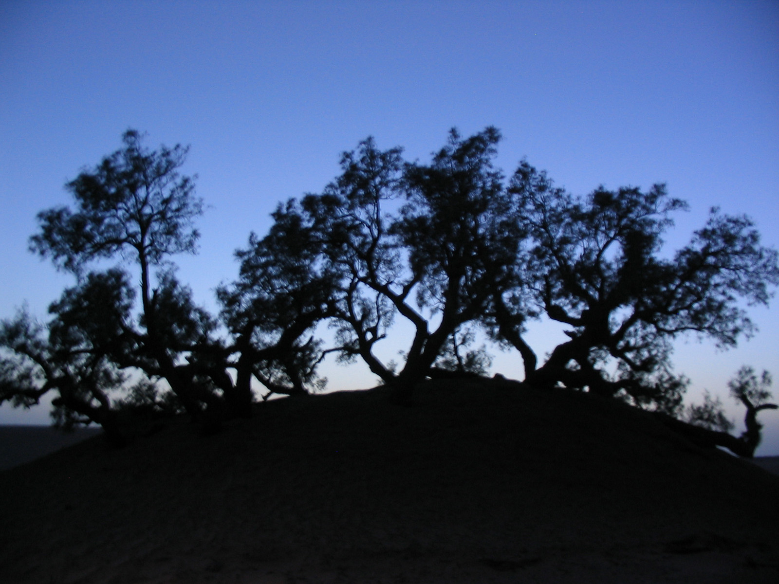 Wallpapers Nature Trees - Forests arbres desert marocain nuit tombante