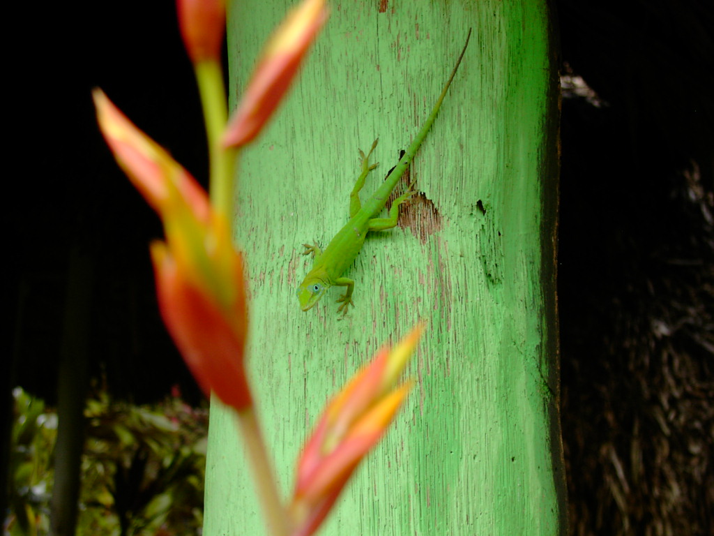 Wallpapers Animals Lizards - Iguanas republique dominicaine