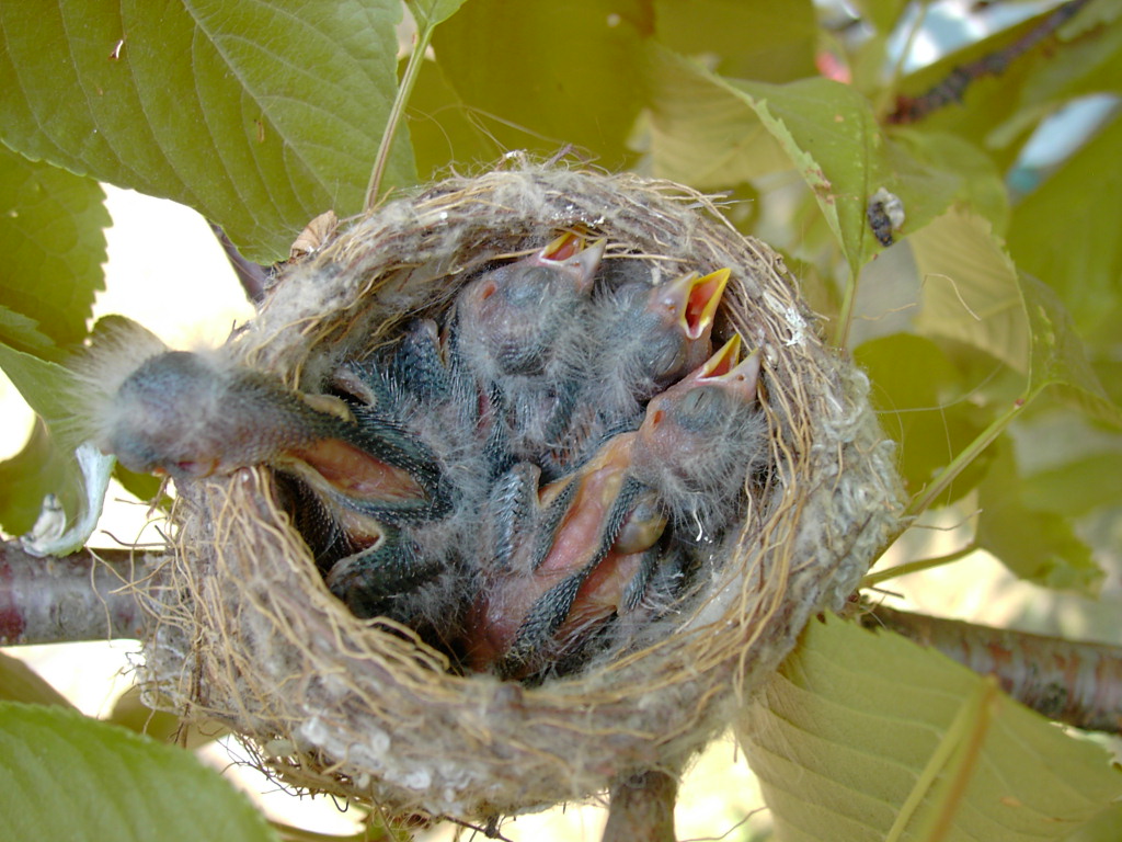 Fonds d'cran Animaux Oiseaux - Chardonnerets nid de chardonneraits