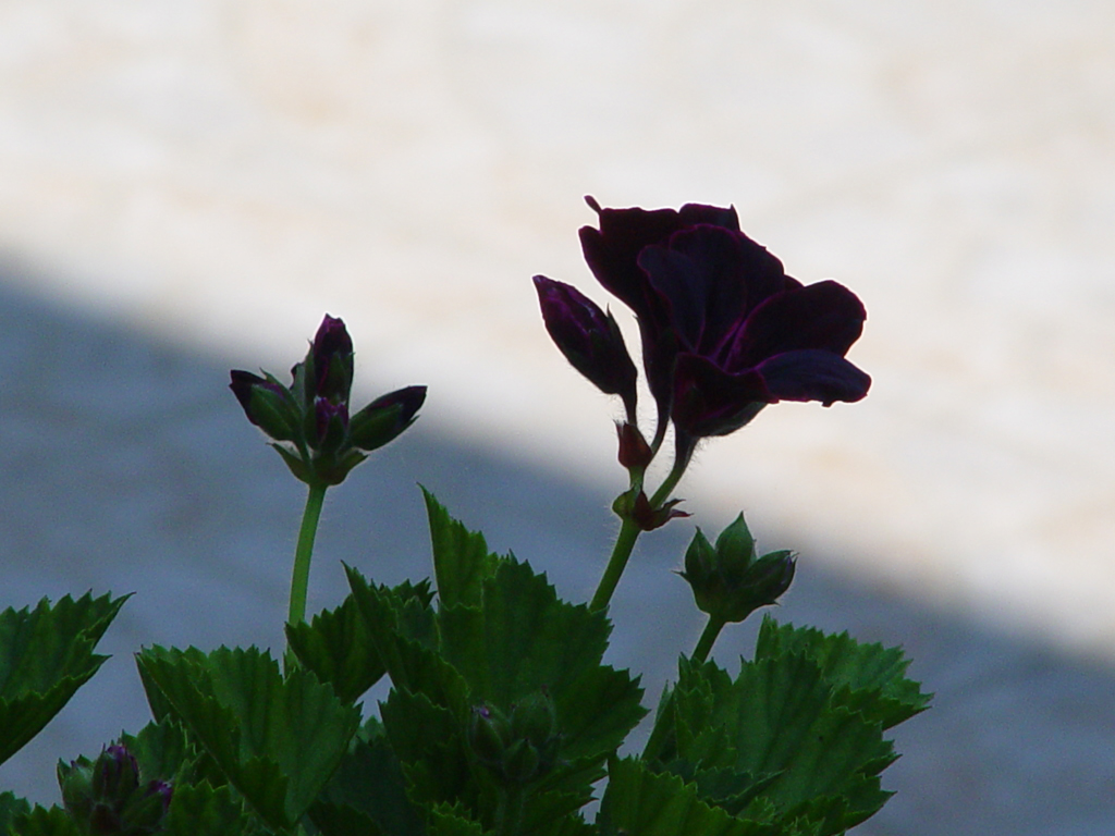 Fonds d'cran Nature Fleurs 