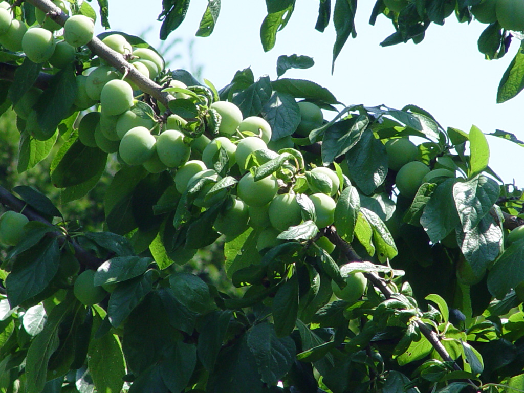 Fonds d'cran Nature Fruits 