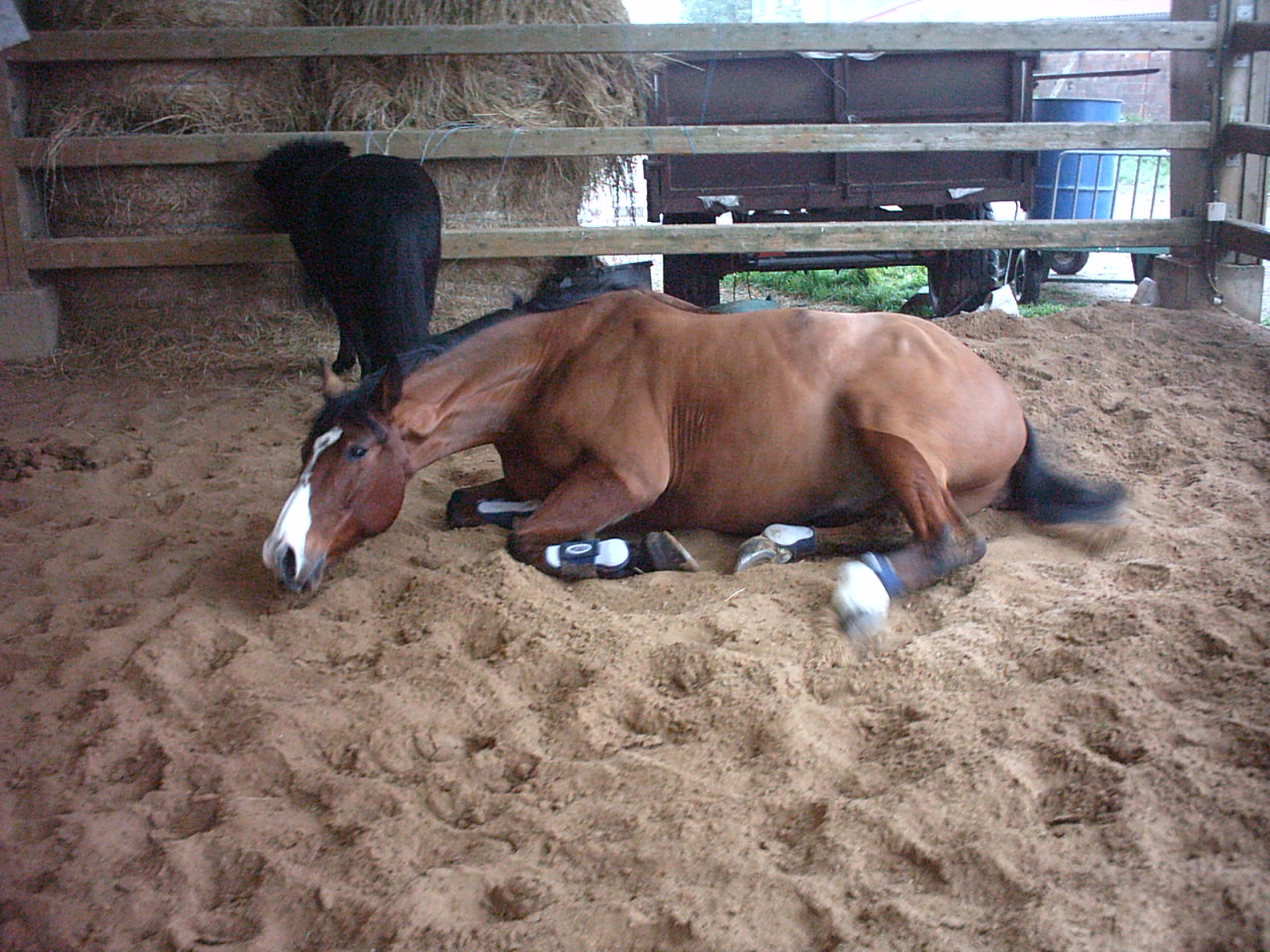 Fonds d'cran Animaux Chevaux Roulade