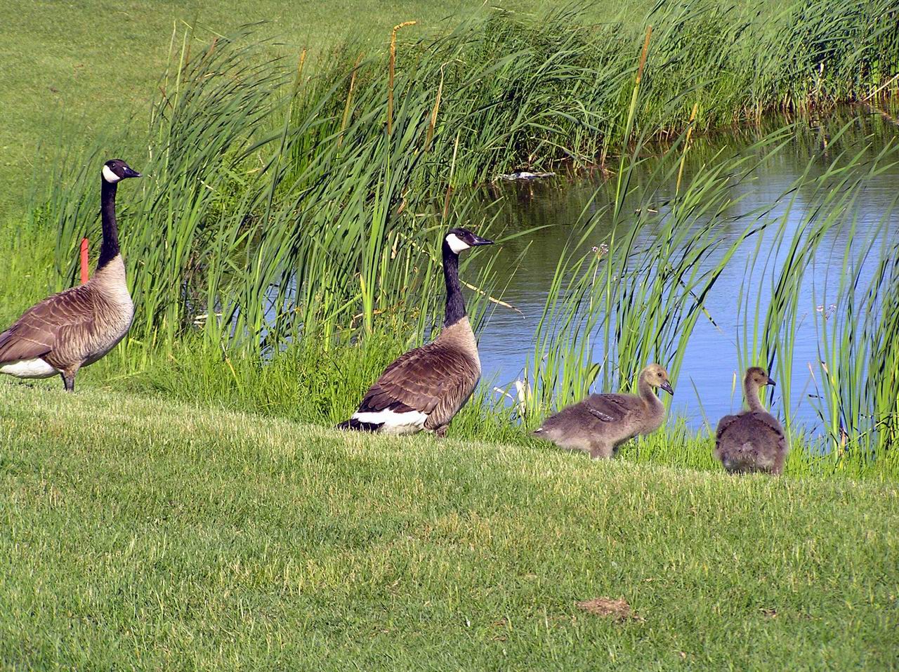 Fonds d'cran Animaux Oiseaux - Canards Sortons en famille