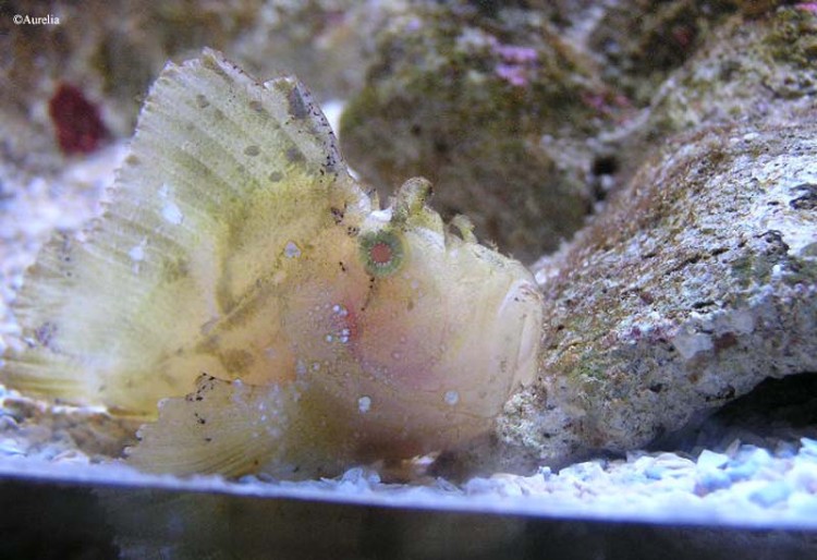 Fonds d'cran Animaux Vie marine - Poissons Aquarium de La Rochelle