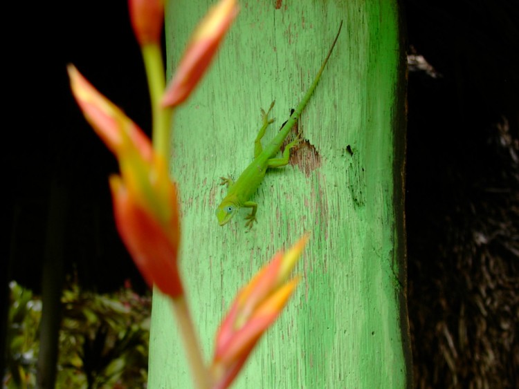 Wallpapers Animals Lizards - Iguanas republique dominicaine