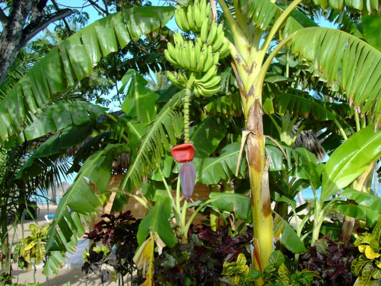 Fonds d'cran Nature Arbres - Forts bananier