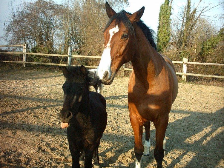 Fonds d'cran Animaux Chevaux Gniada et Mister black