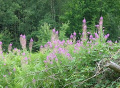 Fonds d'cran Nature Sous bois