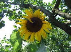 Fonds d'cran Nature Tournesol